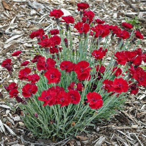 Dianthus Fire Star ® 2l Pot Ardcarne Garden Centre Roscommon