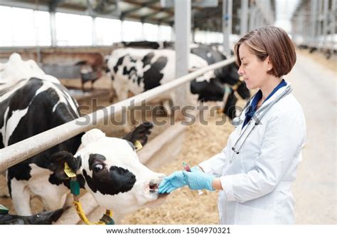 Young Female Veterinarian Uniform Protective Gloves Stock Photo (Edit Now) 1504970321