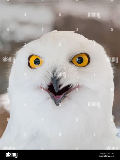 Snowy Owls With Blue Eyes