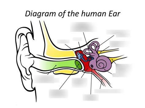 The Ear Diagram Diagram | Quizlet