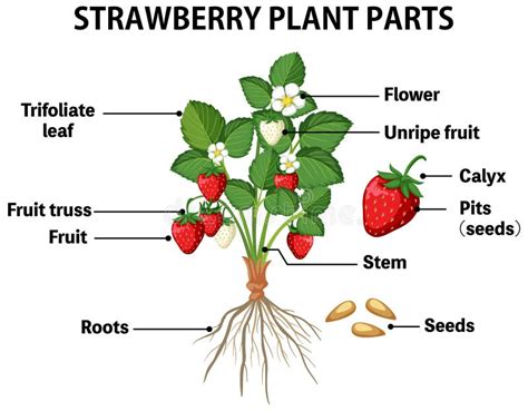 Strawberry Plant Parts Diagram Stock Vector Illustration Of Life