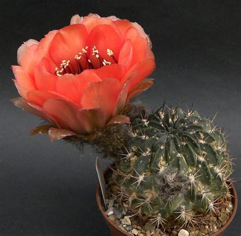 Echinopsis Nordisk Kaktus Selskab Suculentas Plantas Crasas