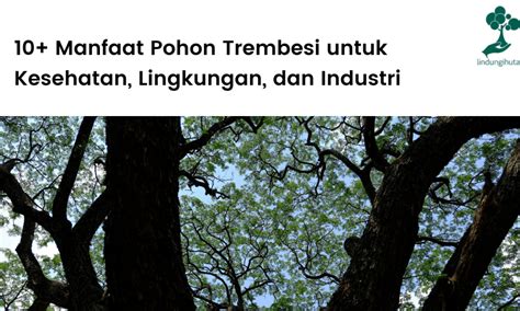 10+ Manfaat Pohon Trembesi untuk Kesehatan, Lingkungan, dan Industri ...