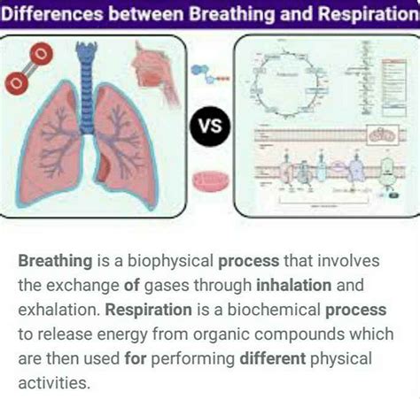 What Is The Difference Between Respiration And Breathing Process Edurev Class 6 Question