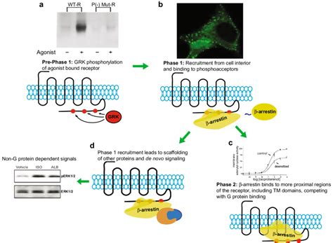 Arrestin Interaction With Gpcrs A Prior To Phase Binding The