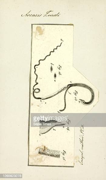 Ascaris Turdi Print Image Showing Life Cycle Inside And Outside Of News Photo Getty Images