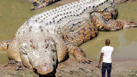 Xxl Krokodil Riesen Reptil L Sst Taucher Winzig Wirken Ist Es Echt