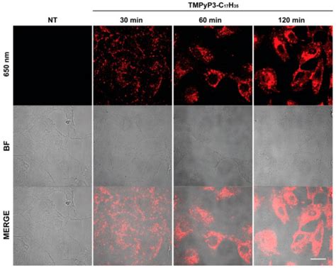 Pharmaceutics Free Full Text Photodynamic Inhibition Of Herpes