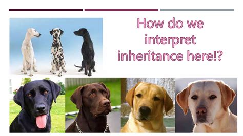 Lesson 10 Complex Patterns Of Inheritance PPT