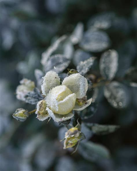 Frozen Burdock Plant White Roses Under Snow And Ein Stock Photo Image