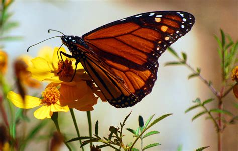 Beautiful Butterfly On A Yellow Flower