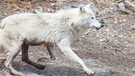 Yellowstone In Winter | Winter Tours of Yellowstone