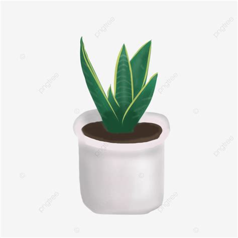 Mother In Laws Tongue Plant Mother In Laws Tongue Plant Leaf PNG