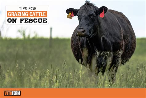 Tips For Grazing Cattle On Fescue Vitaferm