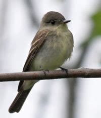 Eastern wood-pewee | ontario.ca