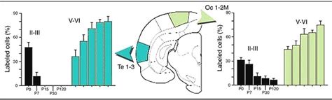 Figure 17 [proportions Of Labeled Cells Mean ] Webvision Ncbi Bookshelf