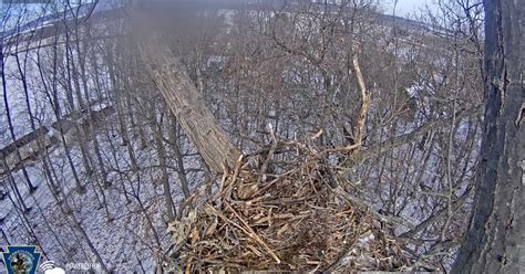 Pa Environment Digest Blog Game Commission Hanover Eagle Cam Is Back