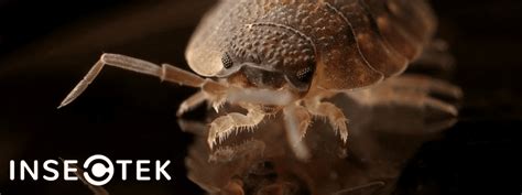 What Are the White Mites in my House? - Insectek Pest Solutions