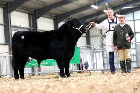 Castlerea Bred Angus Heifer Hits At Elite Sale In Carrick