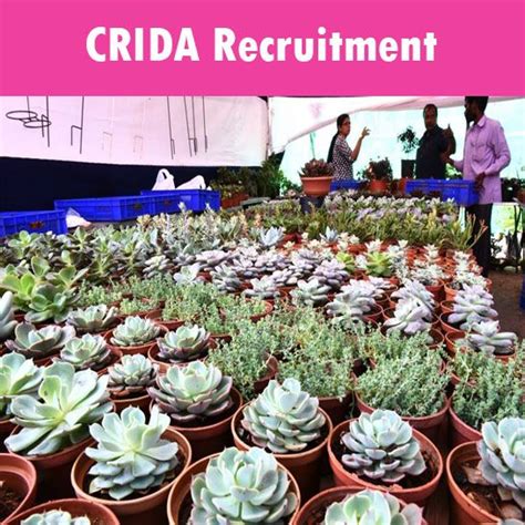 Central Research Institute For Dryland Agriculture Crida Invites Walk