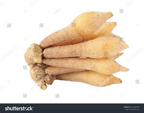 Finger Root Krachai Kaempferia Isolated On Stock Photo 2027088785