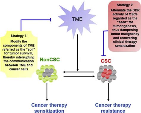 Dna Damage Response A Double Edged Sword In Cancer Prevention And