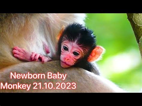 Congratulations Newborn Baby L Tiny Newborn Baby Monkey R Eally T Rying