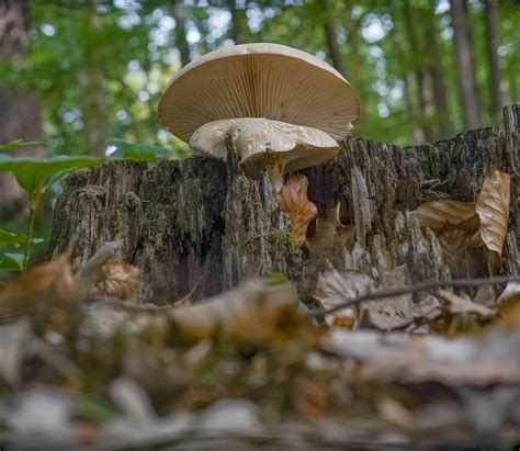 Champignon Forêt Champignons Photo gratuite sur Pixabay Pixabay