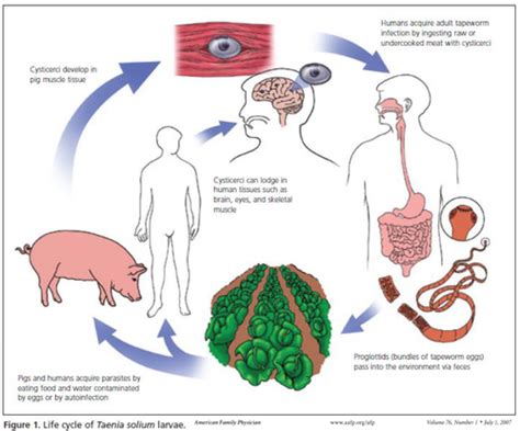 Taenia Spp Saginata Y Solium Flashcards Quizlet