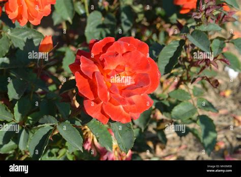 Rose Super Trouper Stock Photo - Alamy