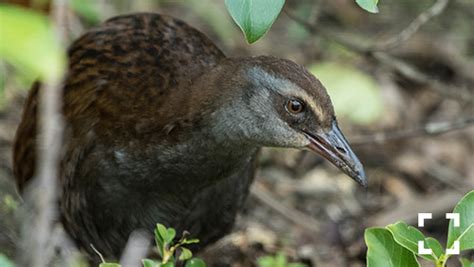 New Zealand has the most flightless birds