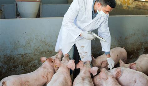 Cea mai mare fermă de porci din Europa se va construi în România Câte