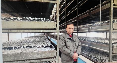 Solan Mushroom Farmers Make It Big With Fungi