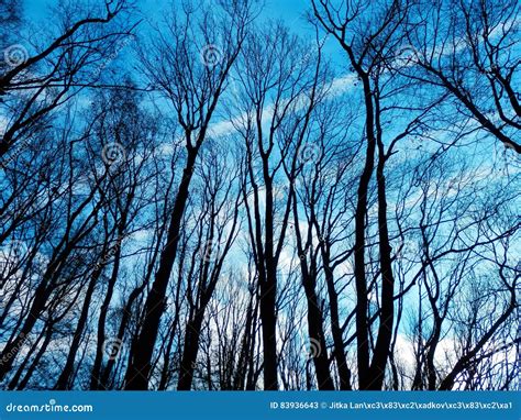 Naked Trees Detail Stock Image Image Of Black Organic