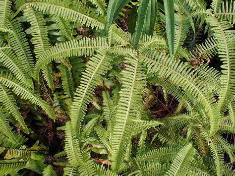 Central African Plants A Photo Guide Dicranopteris Linearis Burm