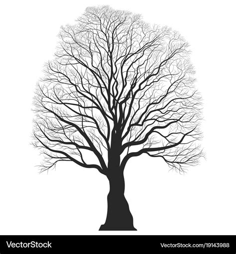 Tree silhouette black bare oak outline detailed Vector Image