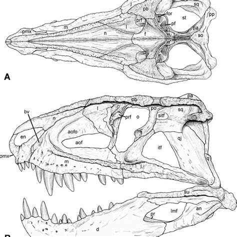 Pdf The Skull Of Postsuchus Kirkpatricki Archosauria