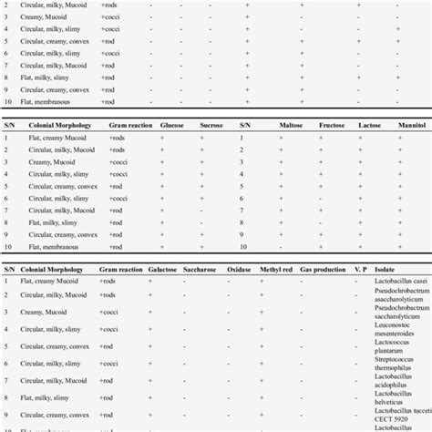 Phenotypic And Biochemical Identification Of Lactic Acid Bacteria