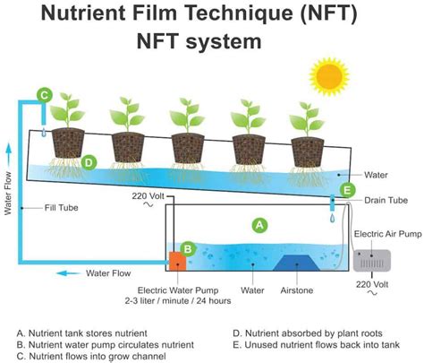 Nutrient Film Technique NFT Systems Complete Guide Smart Garden And Home