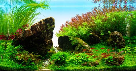 Aquascapes Einrichtungsbeispiele F R Dein Aquarium Garnelenguemmer