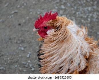 Frizzle Naked Neck Chicken Stock Photo Edit Now