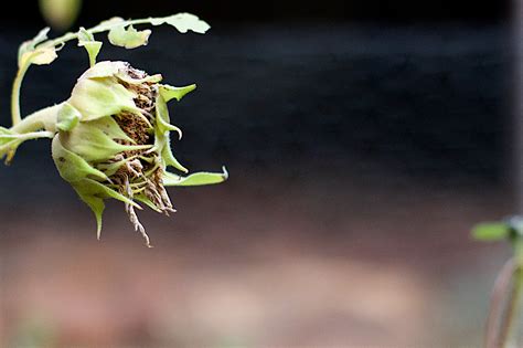 Banco De Imagens Natureza Ramo Plantar Folha Flor Verde