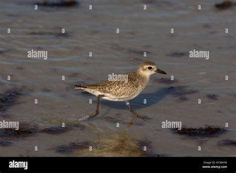 Grey Plover Pluvialis Squatarola Stock Photo Alamy