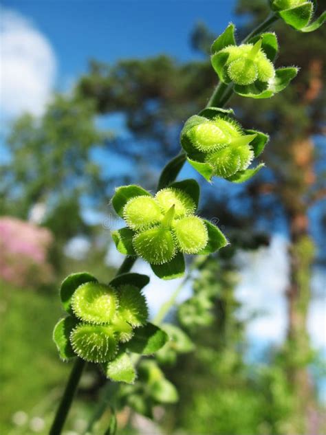 Ripening Seeds Lungwort Pulmonaria Stock Image Image Of Plants