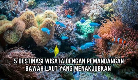 Selain Raja Ampat 5 Destinasi Wisata Ini Punya Pemandangan Bawah Laut