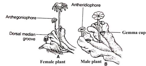 Marchantia Is Considered Heterothallic Because It Is