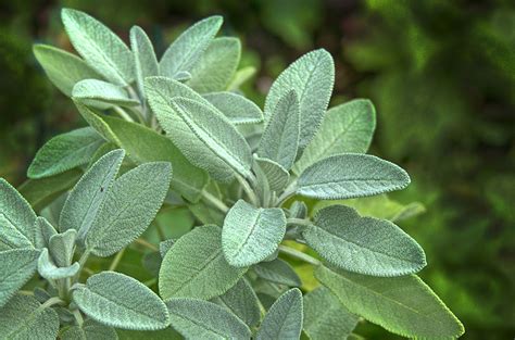 Come Coltivare La Salvia Cura E Potatura