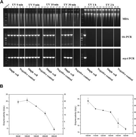 Phi29 Dna Polymerase Thermo Fisher Bioz