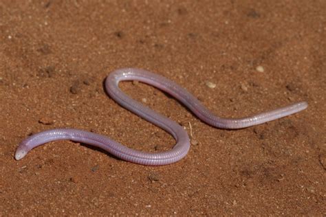 The Real Life Creatures That Resemble Dune Sandworms
