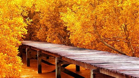 Hd Wallpaper Brown Wooden Bridge Surrounded With Maple Tree Brown